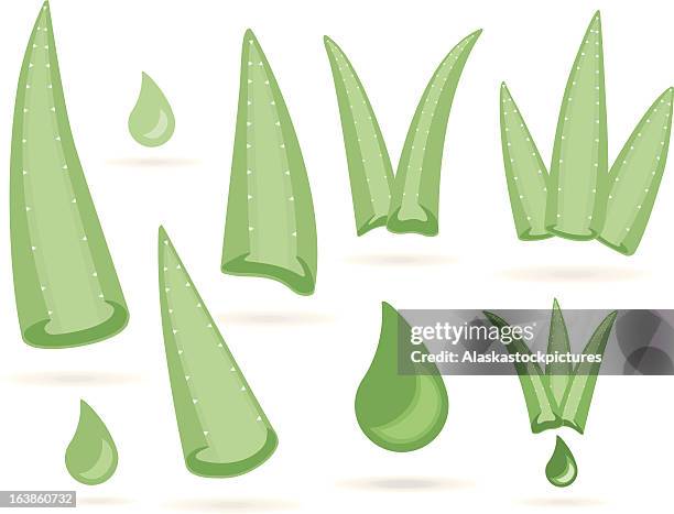 aloe vera (pieces) - aloe vera stock illustrations