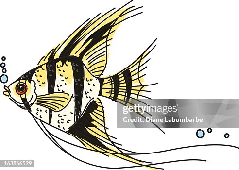 Angelfish Graphics Sketchy Angelfish High-Res Vector Graphic - Getty Images