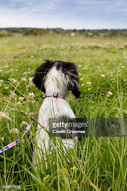 look to the future - springer spaniel stock pictures, royalty-free photos & images