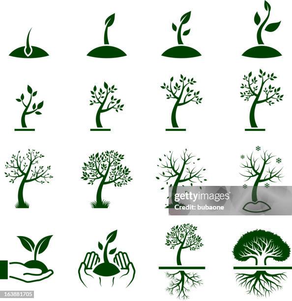 baum wächst prozess green lizenzfreie vektor icon-set - eiche stock-grafiken, -clipart, -cartoons und -symbole