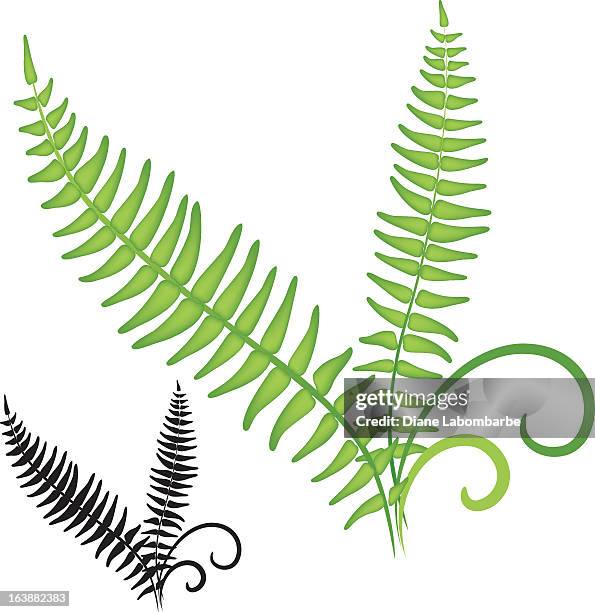 fern icon - fern stock illustrations