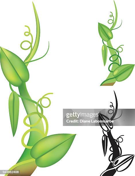 ilustrações de stock, clip art, desenhos animados e ícones de beanstalk simples - feijão catarino