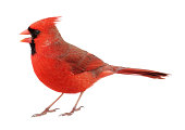 Closeup up of Northern Cardinal on white background
