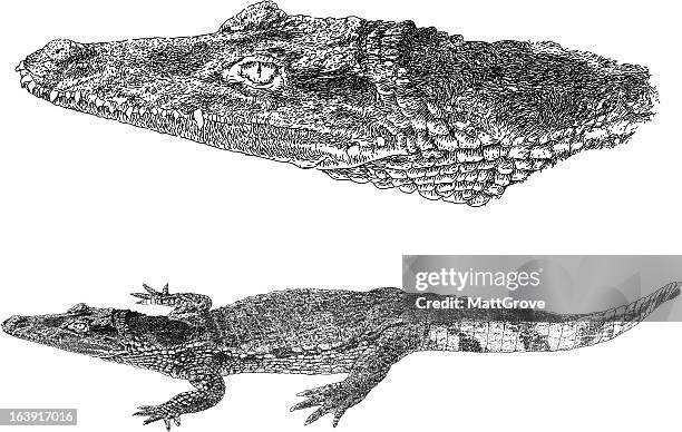 crocodile - caiman stock illustrations