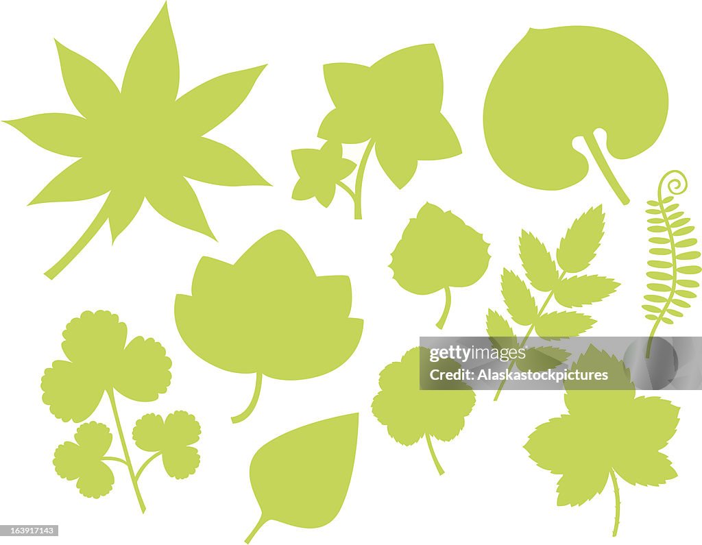 More green Leaf shapes(III).