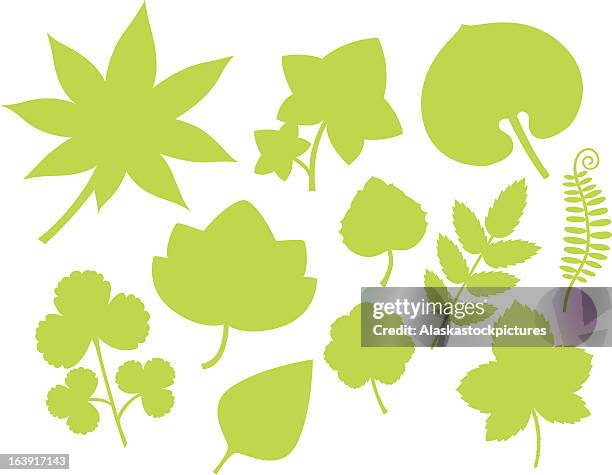 more green leaf shapes(iii). - eastern cottonwood leaf stock illustrations