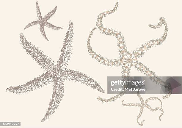 stockillustraties, clipart, cartoons en iconen met starfish - sea urchin