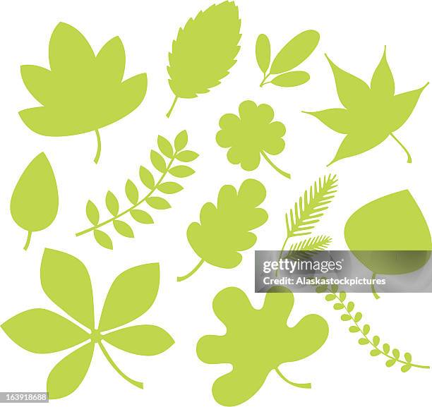 ilustraciones, imágenes clip art, dibujos animados e iconos de stock de green leaf formas. - arce noruego