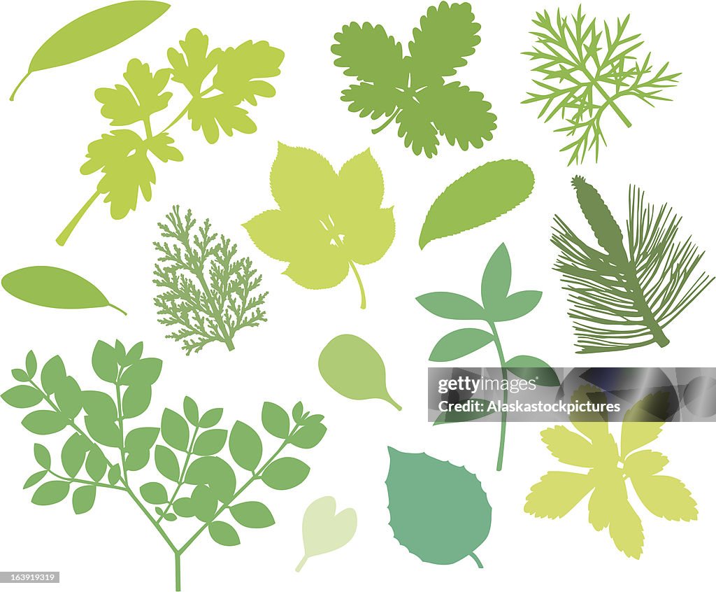 More green leafs XII.