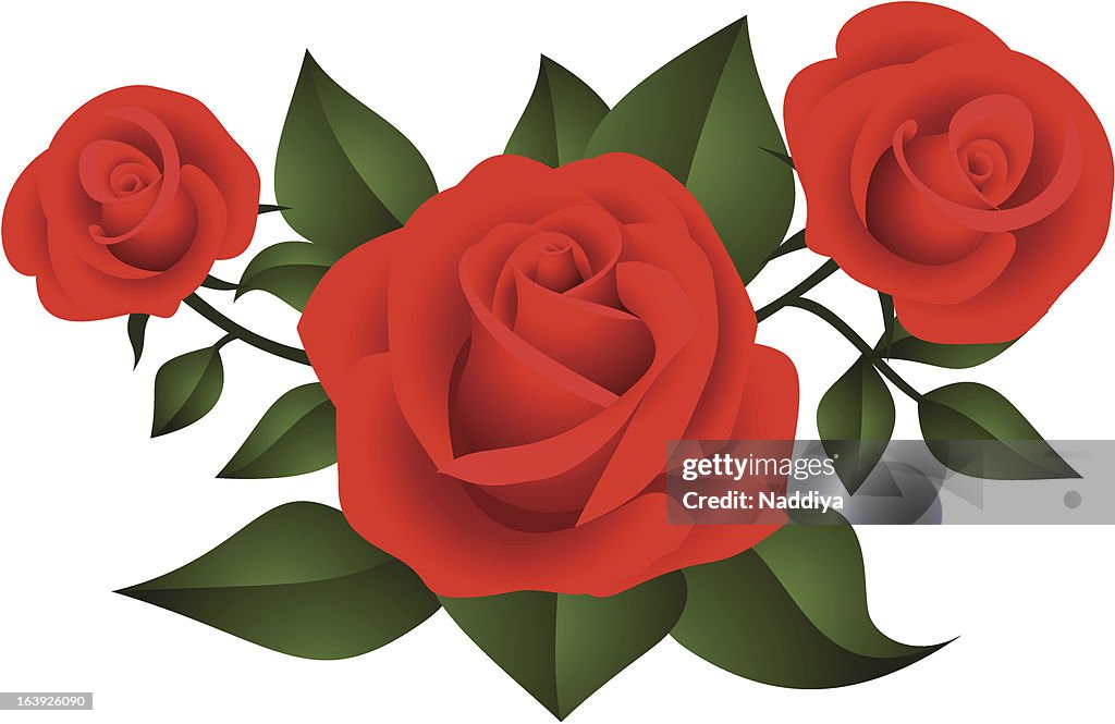 3 Red Roses Animation Three Red Roses Vector Illustration High-Res Vector Graphic - Getty Images