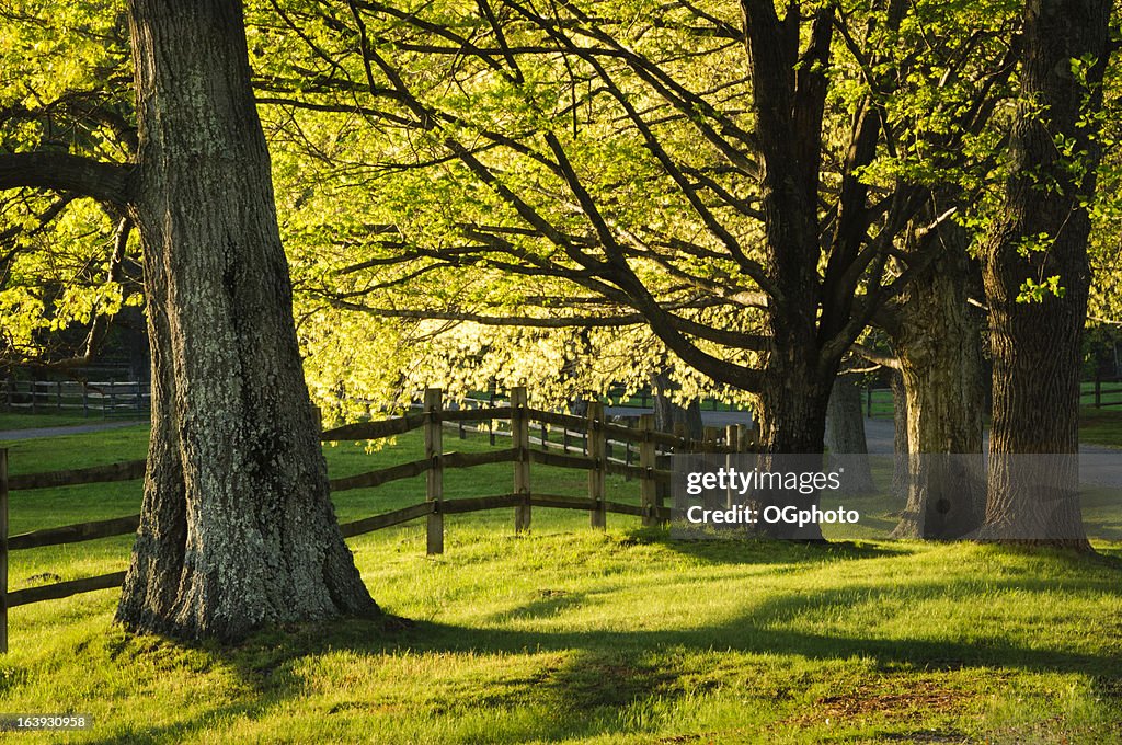 Fence and maple trees in spring