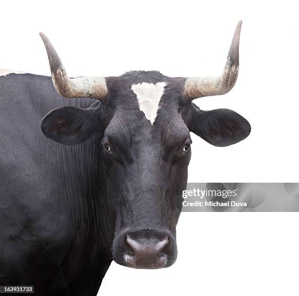 studio shot of a cow on a white background, - horned stockfoto's en -beelden