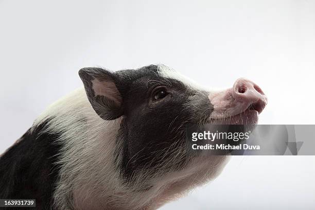 studio shot of pig smiling on a white background, - pig ストックフォトと画像