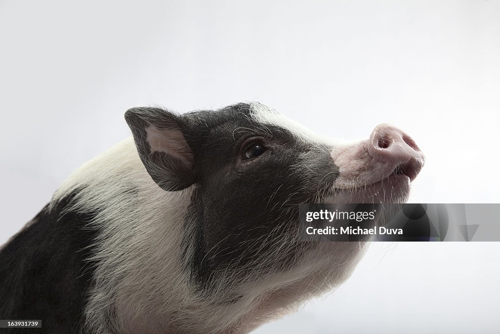 Studio shot of pig smiling on a white background,