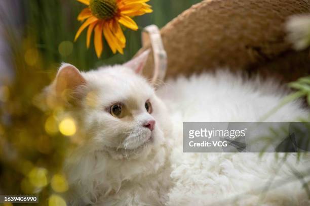 Cat is seen during the Hong Kong Cat Expo 2023 at the Hong Kong Convention and Exhibition Centre on August 25, 2023 in Hong Kong, China.