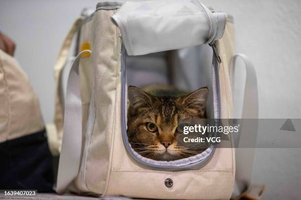 Cat is seen during the Hong Kong Cat Expo 2023 at the Hong Kong Convention and Exhibition Centre on August 25, 2023 in Hong Kong, China.