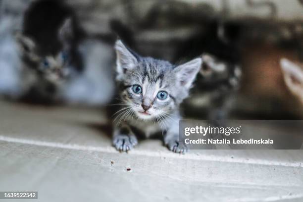 cute gray kitten looks at camera getting out of box with kittens - cucciolo di animale foto e immagini stock