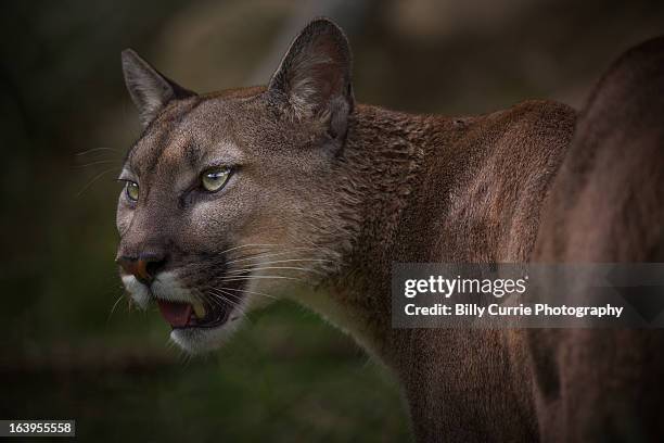 mountain lion - mountain lion foto e immagini stock