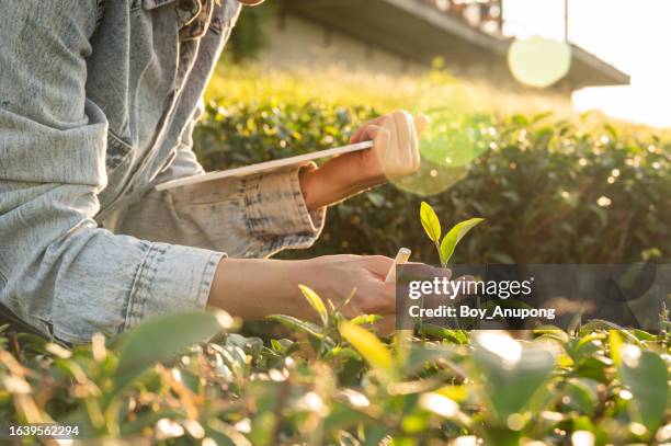 Testing Tea Pot 2,049 Tea Testing Stock Photos, High-Res Pictures, and Images - Getty ...