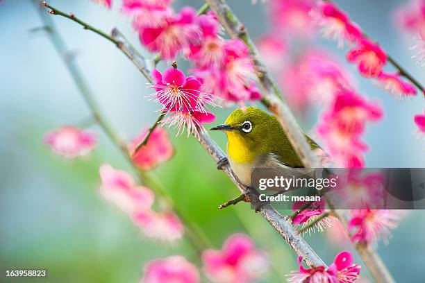 japanese white-eye - plommonträdsblommor bildbanksfoton och bilder