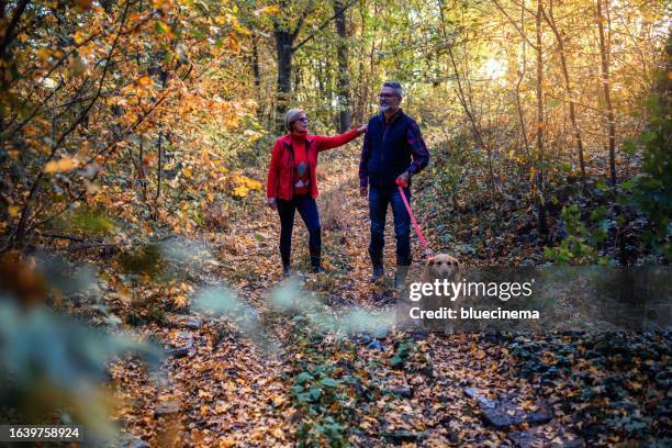 mature couple on autumn walk with golden retriever - old golden retriever stock pictures, royalty-free photos & images