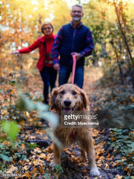 mature couple on autumn walk with golden retriever - old golden retriever stock pictures, royalty-free photos & images