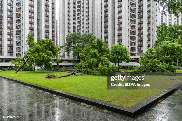 Fallen trees in Taikoo Shing as a storm whipped through the area. Super Typhoon Saola battered Hong Kong, leaving behind many fallen trees, torn...