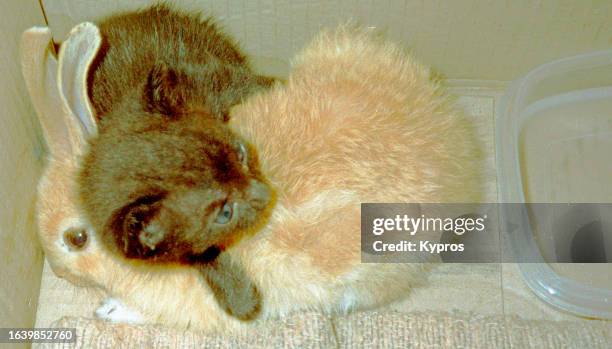 pet kitten with baby rabbit - central african republic stock pictures, royalty-free photos & images