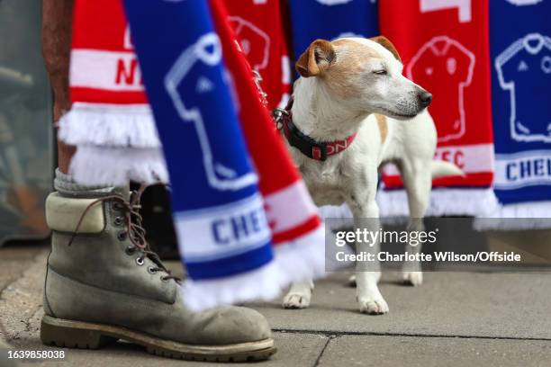 Copper the dog stands at the feet of a scarf seller ahead of the Premier League match between Chelsea FC and Nottingham Forest at Stamford Bridge on...