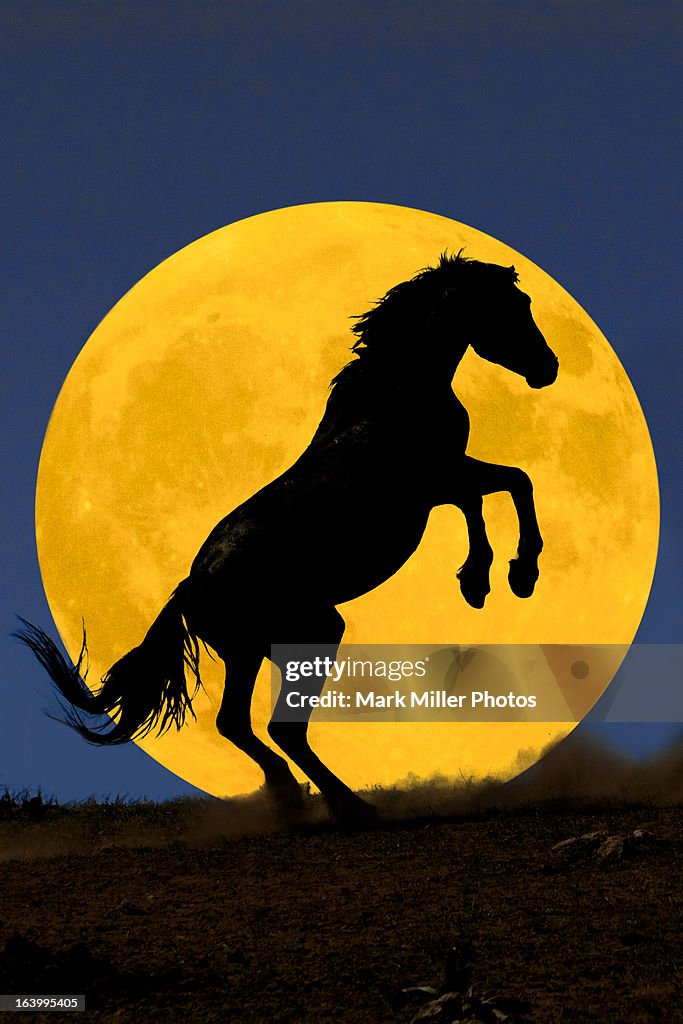 WIld Stallion Rearing and Full Moon