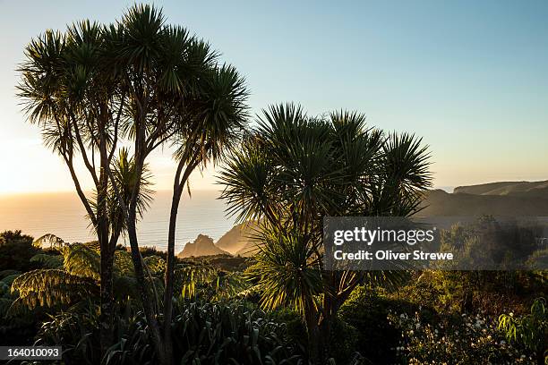 waitakere ranges regional park - new zealand forest stock pictures, royalty-free photos & images