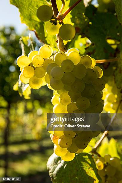a bunch of sauvignon blanc grapes - white grape stock pictures, royalty-free photos & images