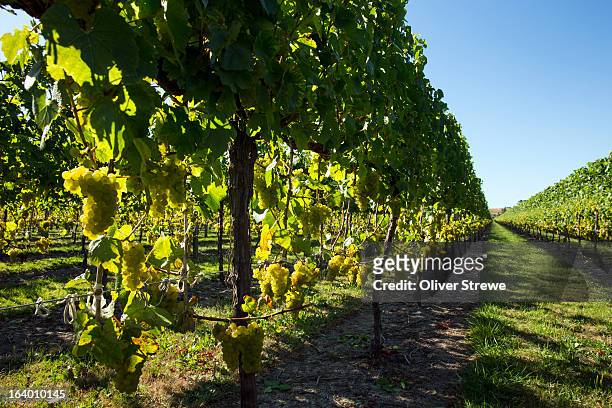 sauvignon blanc vineyard - gisborne stock pictures, royalty-free photos & images