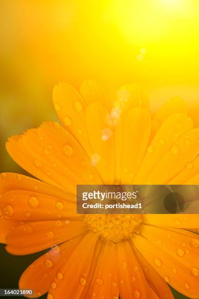 marigold - calendula stockfoto's en -beelden