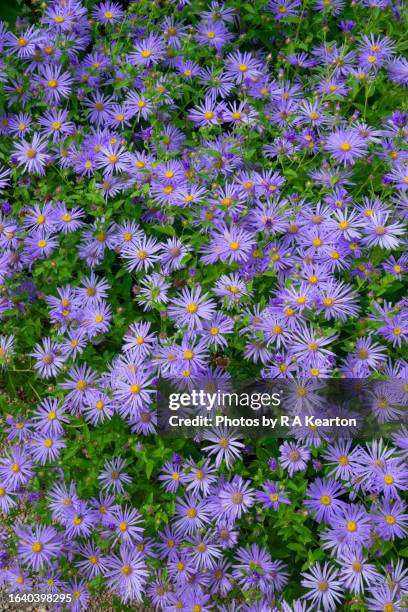 pale blue aster in a garden in late august - aster stock pictures, royalty-free photos & images
