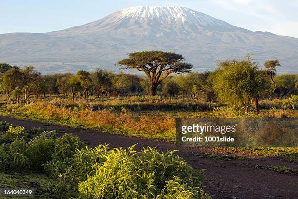 mt kilimanjaro and acacia - in the morning - mt kilimanjaro stock pictures, royalty-free photos & images