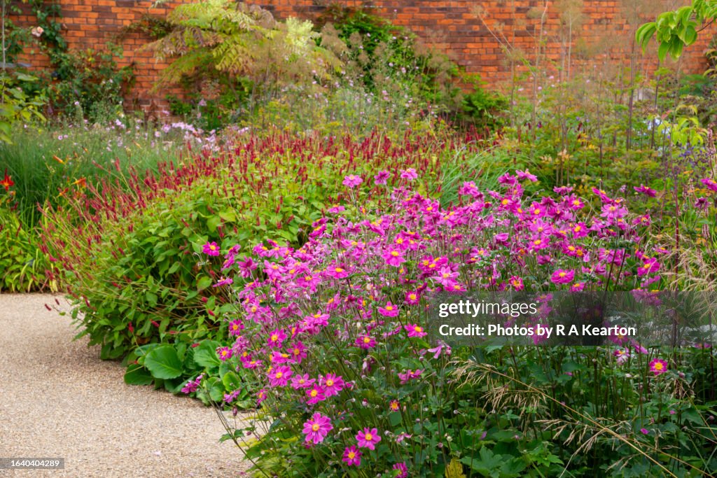 Japanese Anemone in a late summer border in August