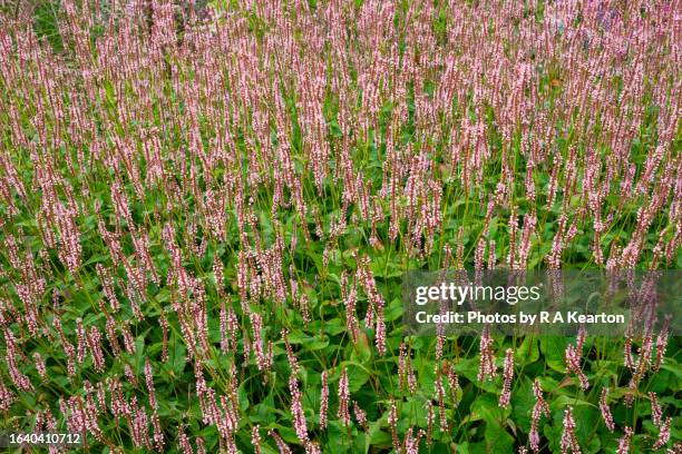 persicaria amplexicaulis rosea flowering in a garden in august - polygonum persicaria stock pictures, royalty-free photos & images