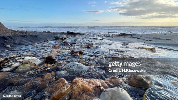 waves crashing on the rocky beach at sunset, isle of wight - isle of wight fossil stock pictures, royalty-free photos & images