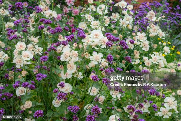 pale coloured double hollyhocks and purple verbena in a garden in august - verbena bonariensis stock pictures, royalty-free photos & images