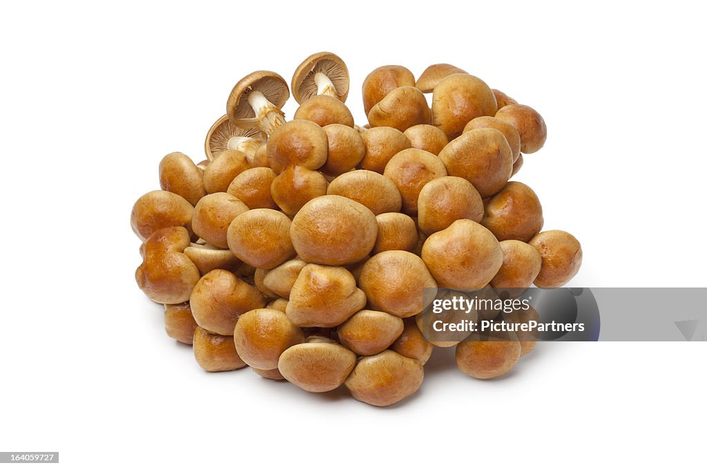 Fresh cluster of Nameko mushrooms