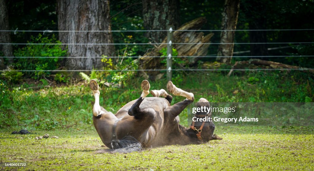 Horse rolling in the dirt