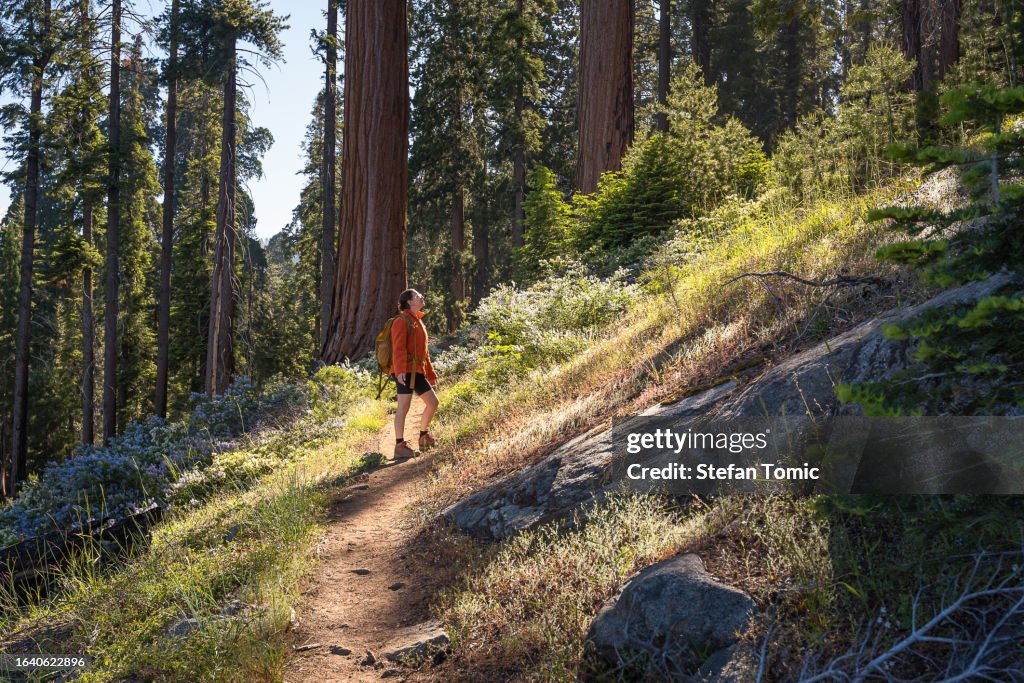 Junge Frau umgeben von riesigen Mammutbäumen im Sequoia-Nationalpark in Kalifornien
