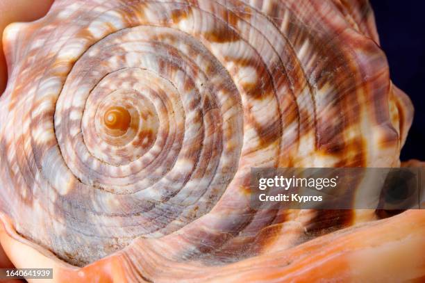 african seashell - mozambique beach stock pictures, royalty-free photos & images