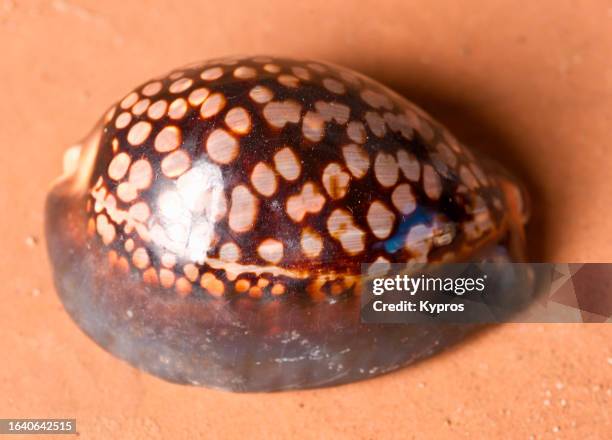 african seashell - mozambique beach stock pictures, royalty-free photos & images