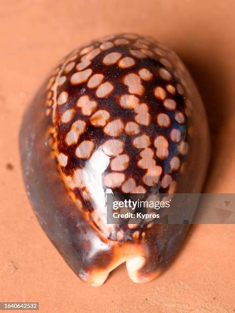 african seashell - mozambique beach stock pictures, royalty-free photos & images