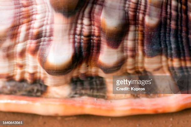 african seashell - mozambique beach stock pictures, royalty-free photos & images