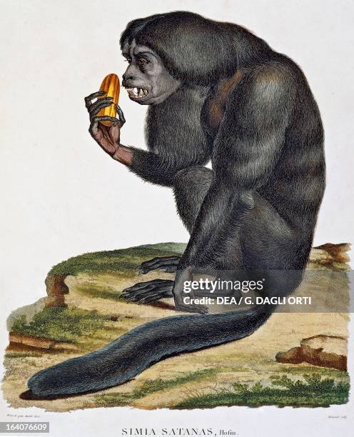 Simia satanas, monkey from the Orinoco, engraving from Recueil d'observation de zoologie et d'anatomie comparee, faites dans l'ocean atlantique, dans...