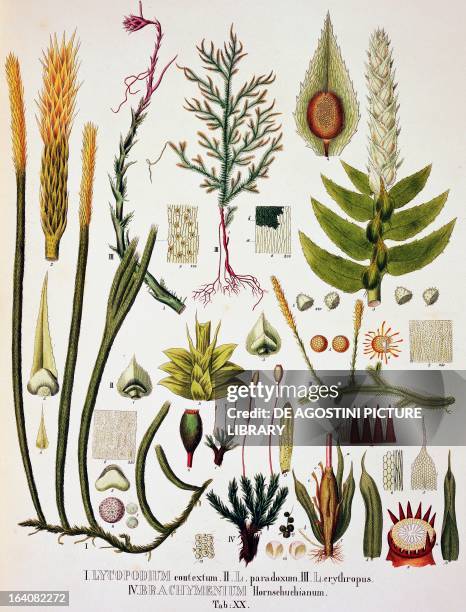 Lycopodium and Brachymenium, colour engravings from Plantarum Cryptogamicarum Brasiliensium, plate XX, by Johann Baptist Ritter von Spix and Carl...