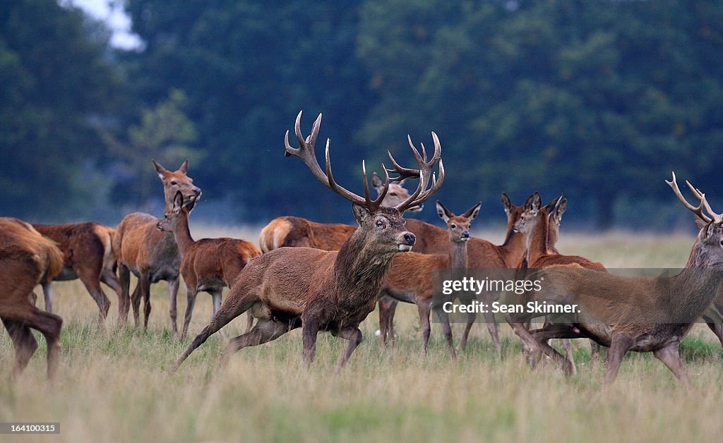 Red Deer.